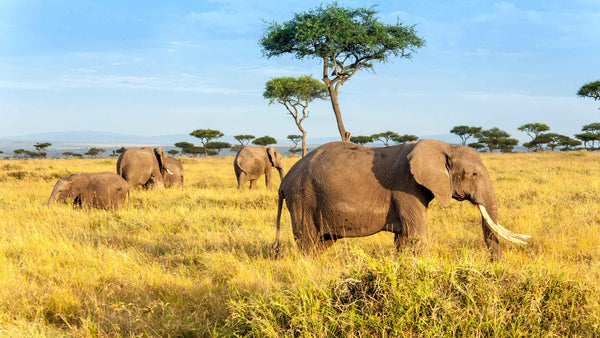 Travel Diaries: Masai Mara